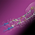 ertex® Reconstruction System